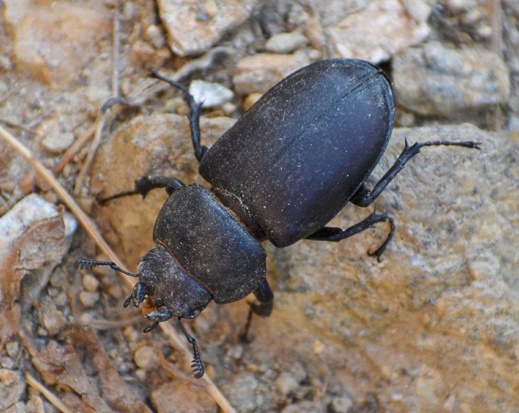 Lucanidae: femmina di Lucanus cervus.